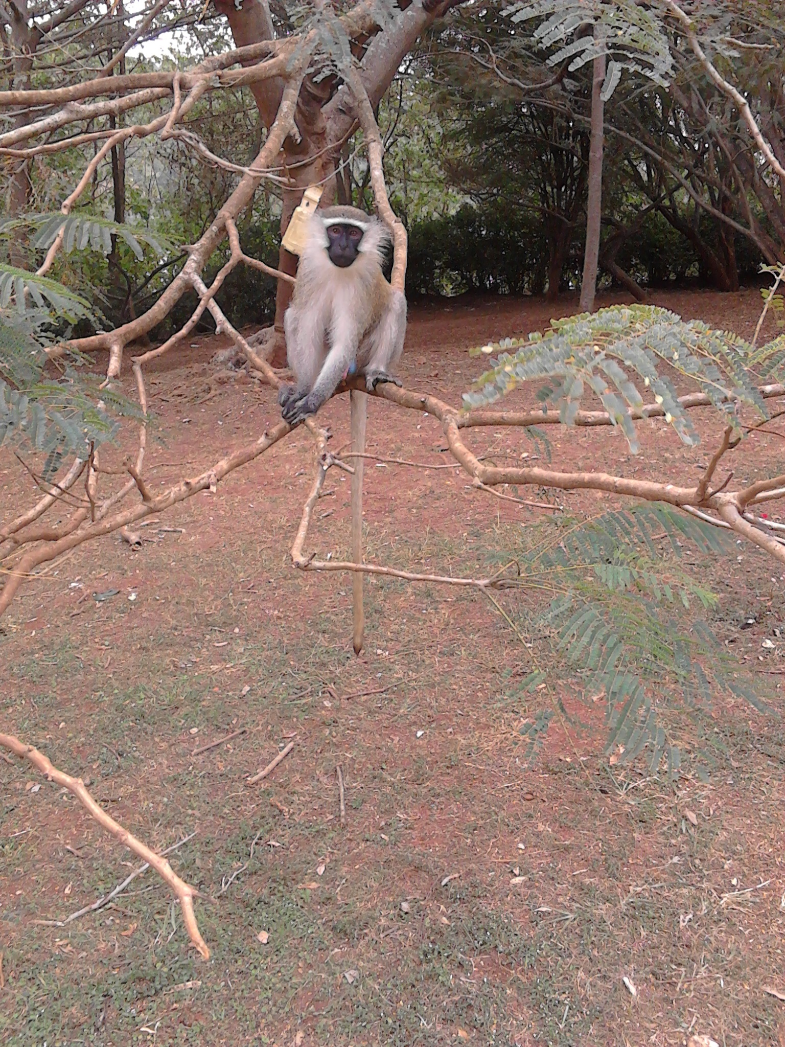 monkey in jinja uganda
