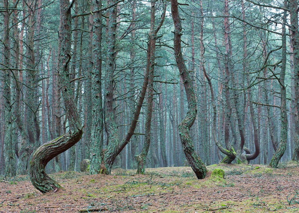 Dancing forest near Kaliningrad