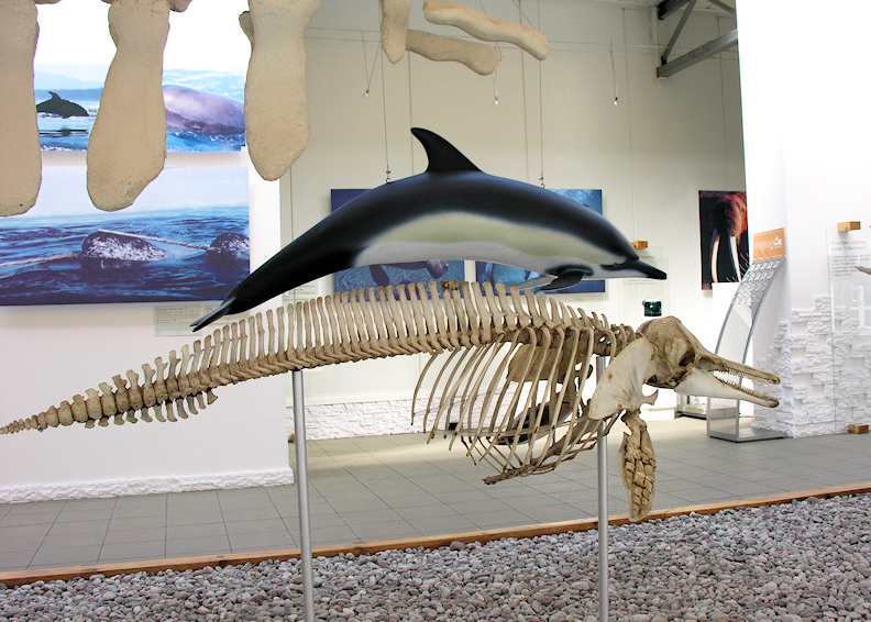 Dolphin skeleton, Museum of the World Ocean