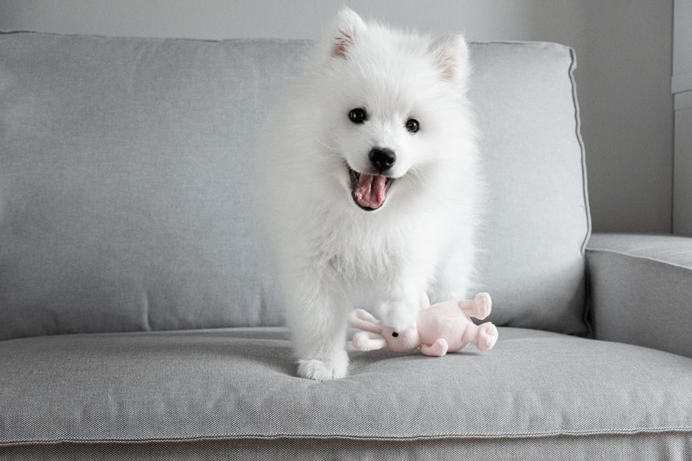 white dog on grey sofa